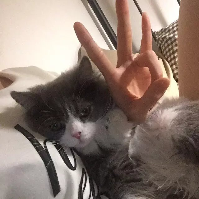 雍园昌菲